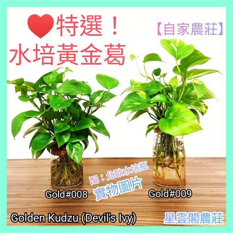 泥種植物|【風水小百科】泥種植物擺放教學：桔樹、金錢樹、玉麒麟的最佳。